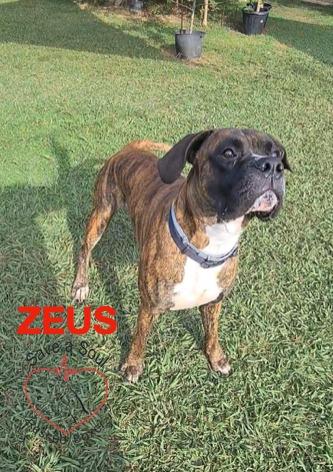 Zeus Boxer Puro Di 3 Anni In Adozione